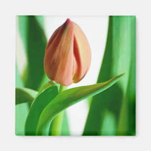 Imã Lala Tulip Magnet