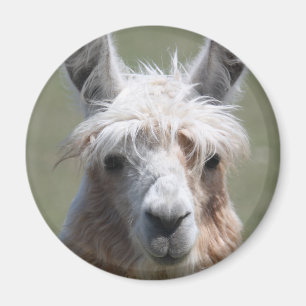 Imã Lama