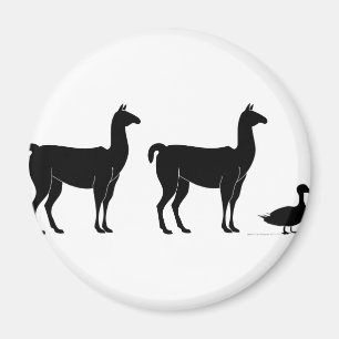 Imã Lama, lama, pato