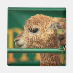 Imã Lamas muito bonitos ambas que olham algo fora