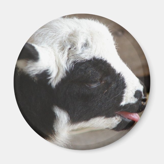 Imã Lamb recém-nascido (Frente)