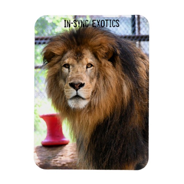 Ímã Lâmbar - (Vertical)