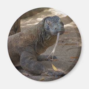 Imã Lambedura do dragão de Komodo