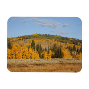 Ímã Lambert Hollow, árvores de álamo