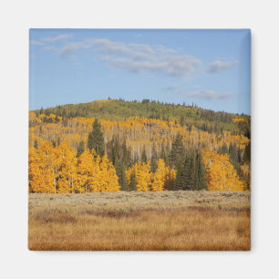 Imã Lambert Hollow, árvores de aspen
