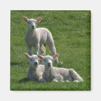 Imã Lambs Magnet