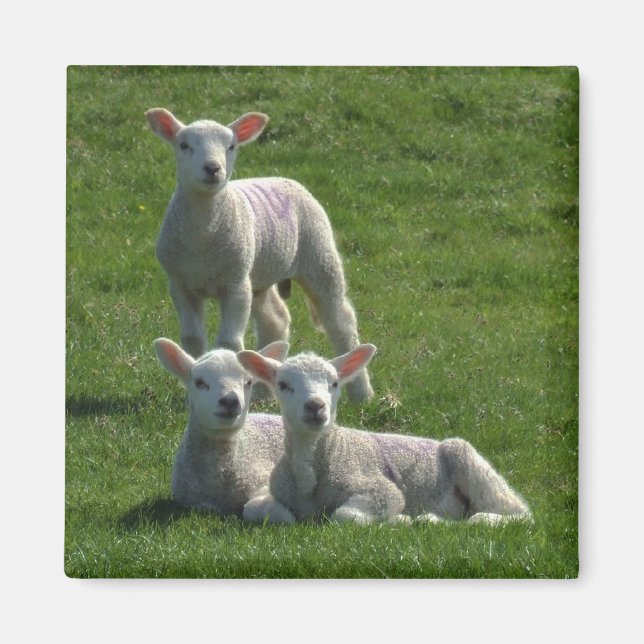 Imã Lambs Magnet (Frente)