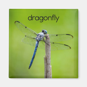 Imã Lâmina de Dragonfly Refrigerator