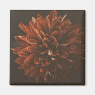 Imã Lâmina de Flor Vermelho Pálido Chrysanthemum
