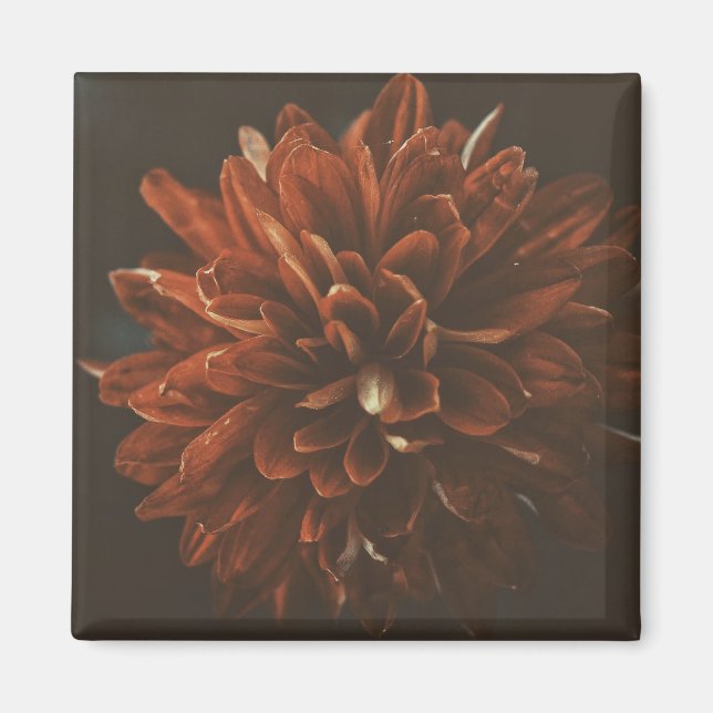 Imã Lâmina de Flor Vermelho Pálido Chrysanthemum (Frente)
