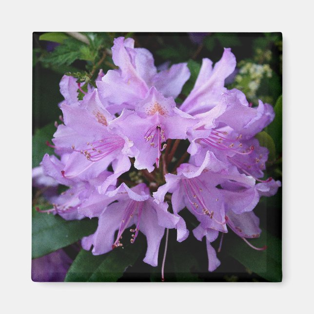 Imã Lâmina Roxa (Frente)