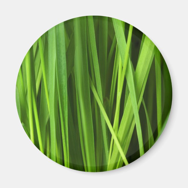 Imã Lâminas de gramíneas (Frente)