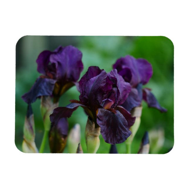 Ímã Lâminas de Íris roxas (Horizontal)