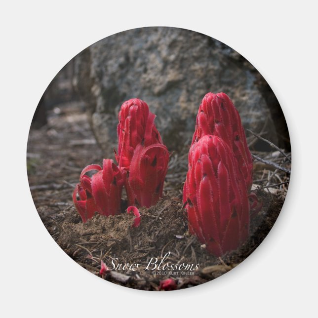 Imã Lâminas de neve (Frente)