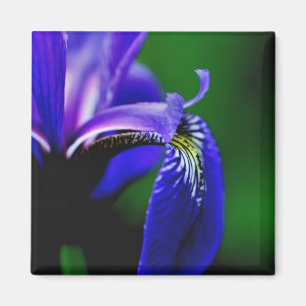 Imã Lâmpada Azul Iris Flor Fechar Magneta