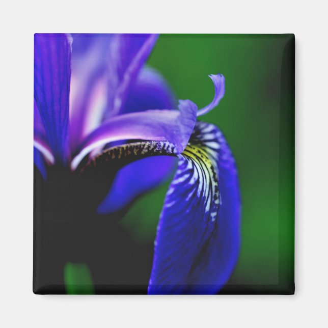 Imã Lâmpada Azul Iris Flor Fechar Magneta (Frente)