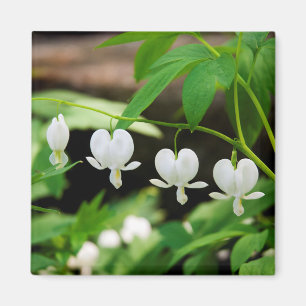 Imã Lamprocapnos spectabilis