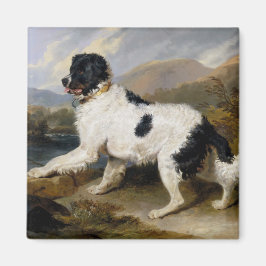 Imã Landseer Newfoundland Dog (Black and White Animal)