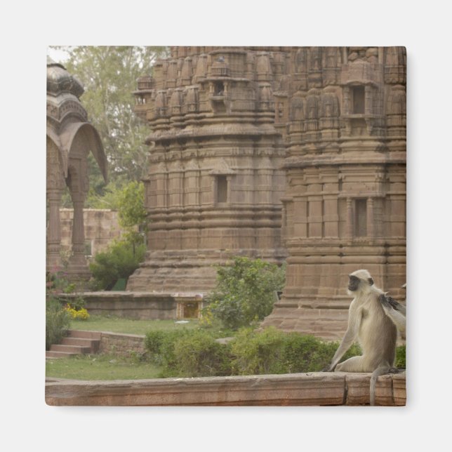 Imã Langures de Hanuman ou Langur cinzento, comum ou d (Frente)