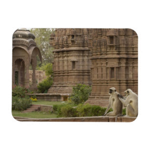 Ímã Langurs de Hanuman ou Preto-enfrentado, terra