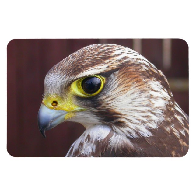 Ímã Lanner Falcon (Horizontal)