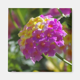 Imã Lantana