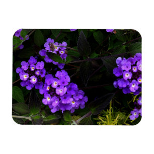 Ímã Lantana #1 Magnet, em linha roxa