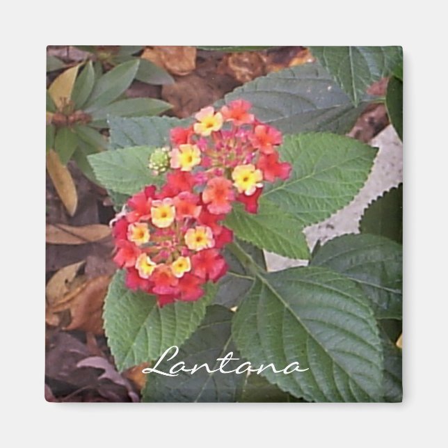 Imã Lantana Magnet (Frente)