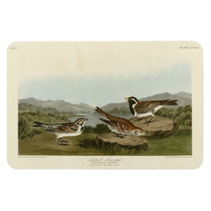 Ímã Lapland Long-spur, das Aves da América de Audubon