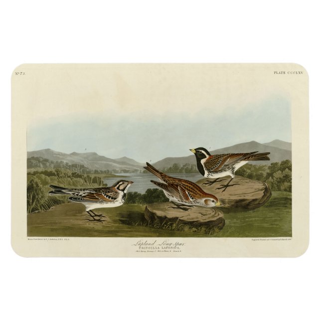 Ímã Lapland Long-spur, das Aves da América de Audubon (Horizontal)
