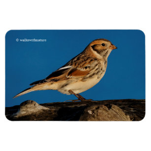 Ímã Lapland Longspur em um Diário de Sol