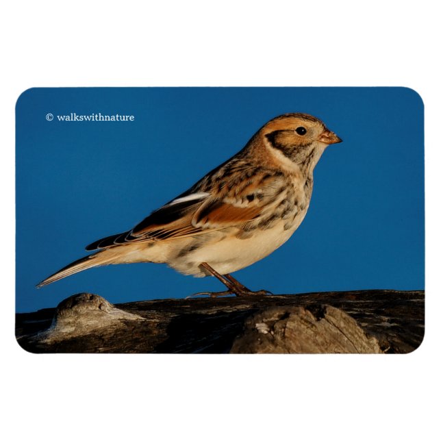 Ímã Lapland Longspur em um Diário de Sol (Horizontal)
