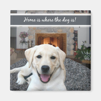 Imã Lar é onde o cão está