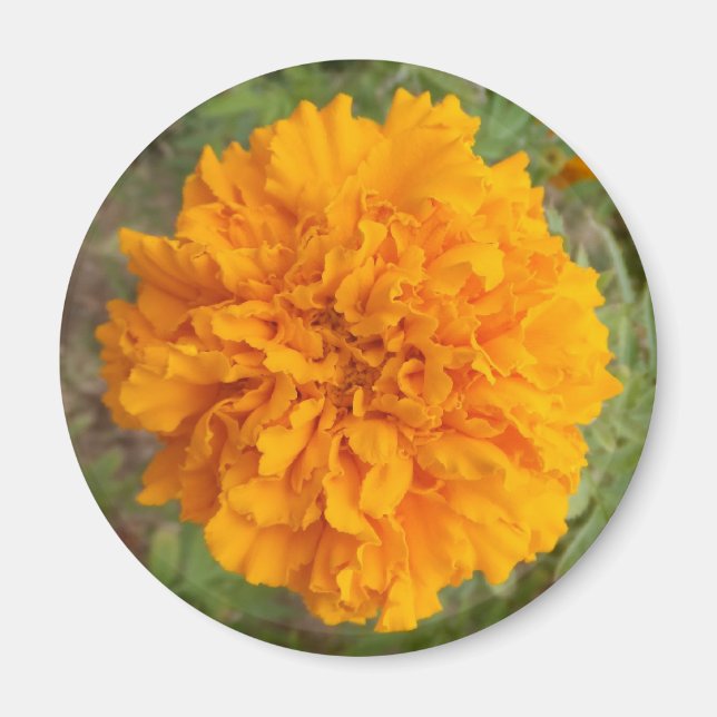 Imã Laranja (Frente)