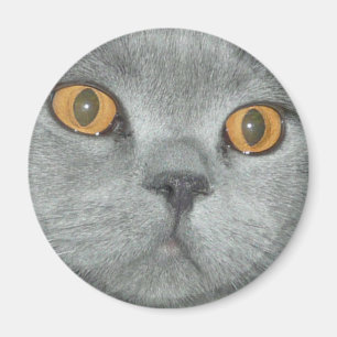 Imã Laranja bonito gatinho Eyed