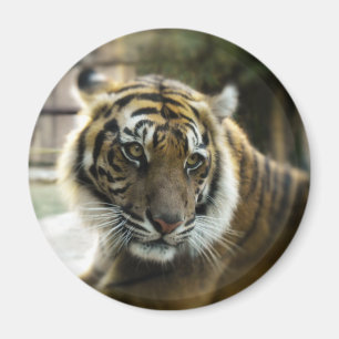 Imã Laranja com listras pretas Foto do tigre Bengala