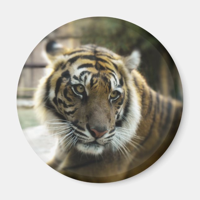 Imã Laranja com listras pretas Foto do tigre Bengala (Frente)