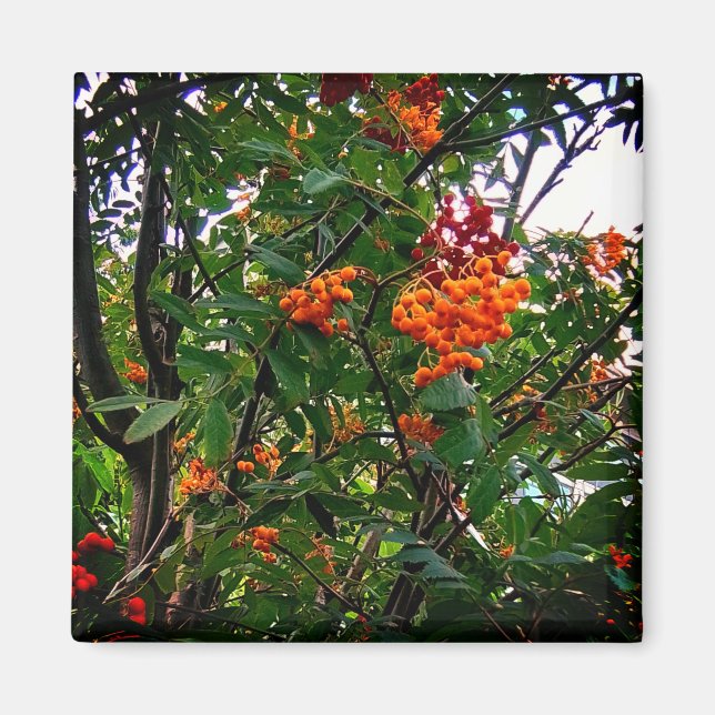 Imã Laranja e bagas vermelhas (Frente)