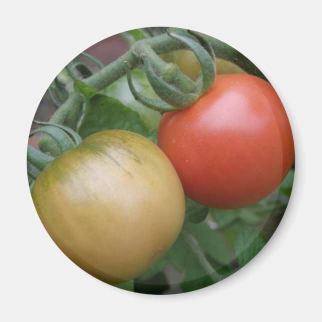 Imã Laranja e Tomates Vermelhos Magnet (Frente)