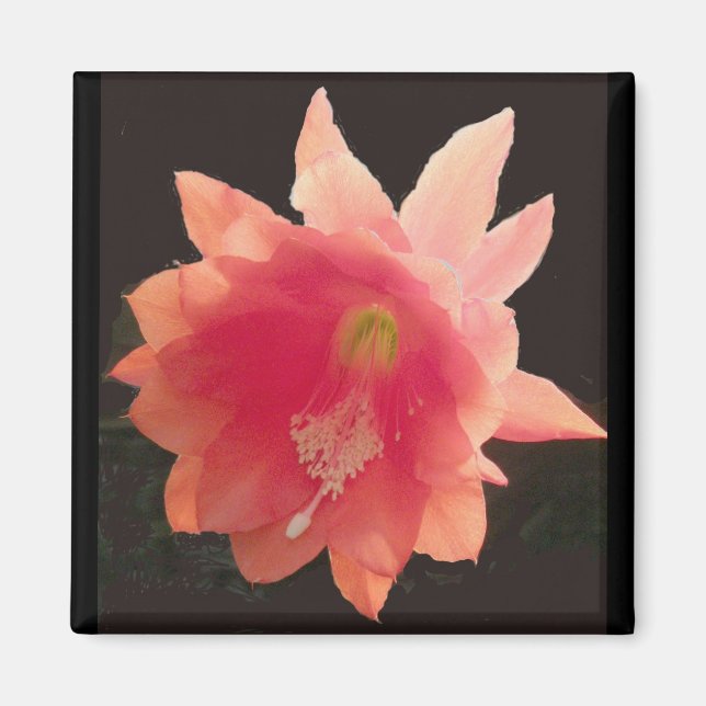 Imã Laranja Epiphyte Magnet (Frente)