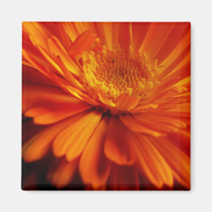 Imã Laranja Flor