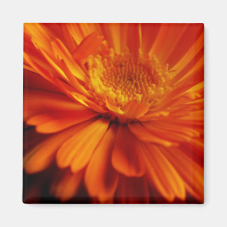 Imã Laranja Flor