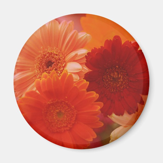Imã Laranja Gerbera Daisy Flower Refrigerator Magnet (Frente)