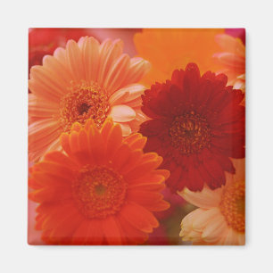 Imã Laranja Gerbera Daisy Flowers Refrigerator Magnets