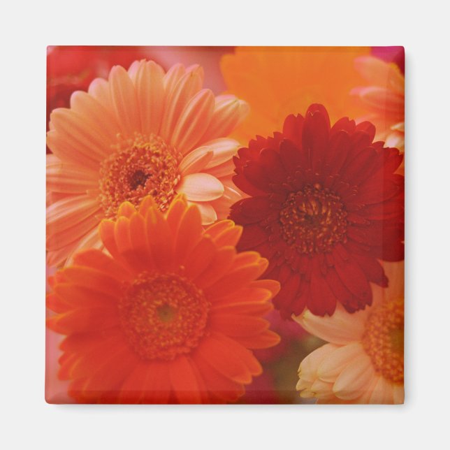 Imã Laranja Gerbera Daisy Flowers Refrigerator Magnets (Frente)
