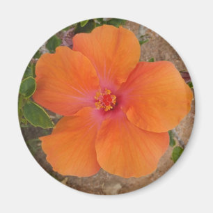 Imã Laranja Hibiscus