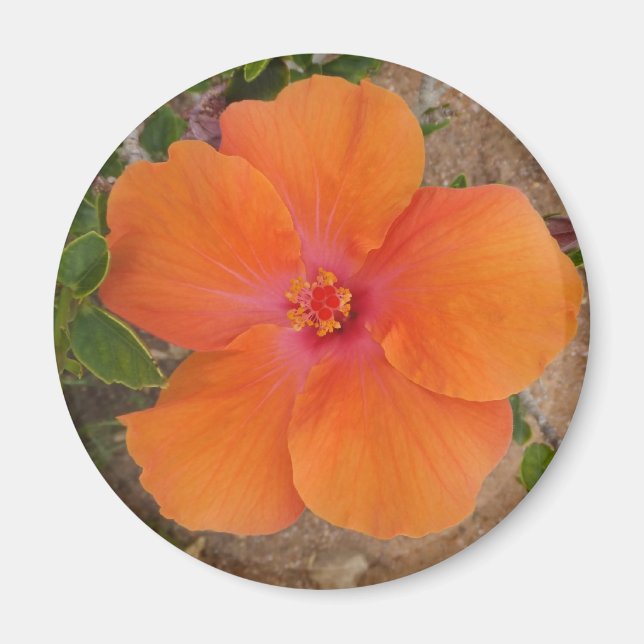 Imã Laranja Hibiscus (Frente)
