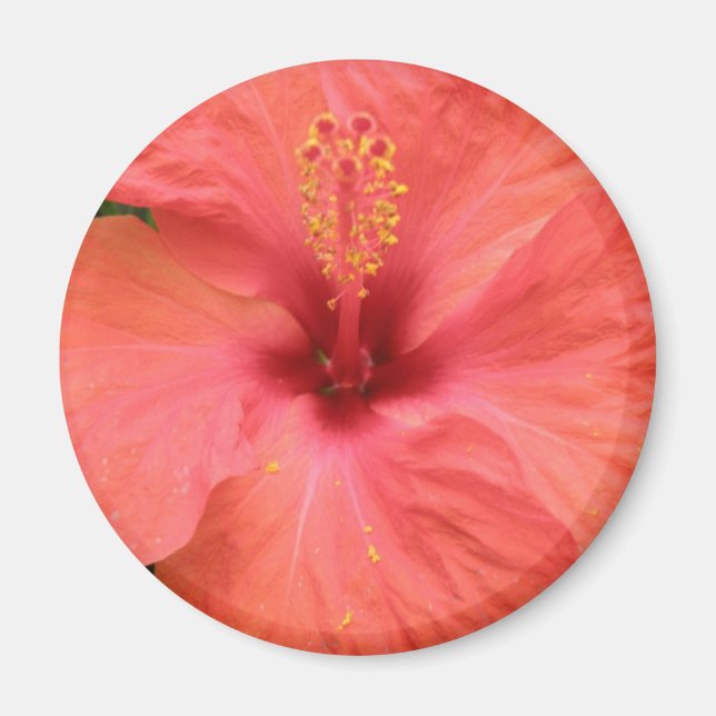 Imã Laranja Hibiscus Flower Macro Magnet (Frente)