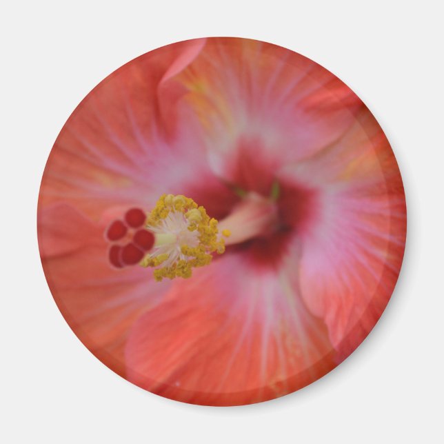 Imã Laranja Hibiscus Magnet (Frente)