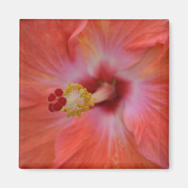 Imã Laranja Hibiscus Magnet (Frente)